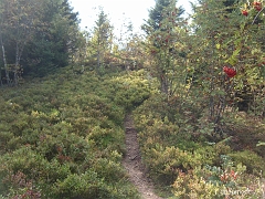 Les champs de myrtilles recouvrent le sol